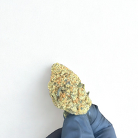 PORNSTAR OG D10