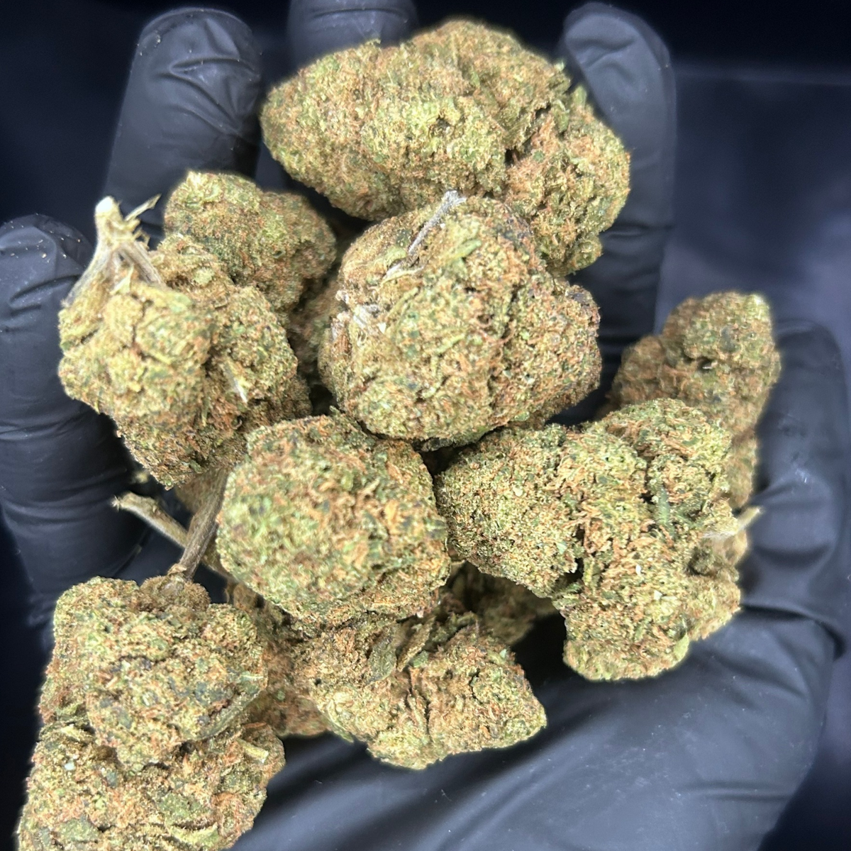 LEMON BLOSSOM GELATO - HCE