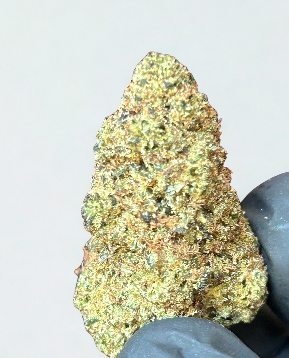 RAINBOW SHERBET D10 – FLEUR PREMIUM